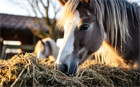 3 частых заблуждения о ПРЕМИАЛЬНОСТИ кормов для лошадей
