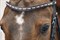 Browband Diamond Select 1102-00079 - фото 5566