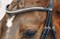 Browband Diamond Select 1102-00079 - фото 5574