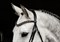Browband Diamond Select 1102-00079 - фото 5576